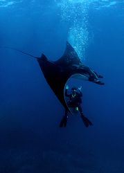 Whooosh! Manta encounter. The Sea of Cortez, Mexico.
Oly... by Rand Mcmeins 